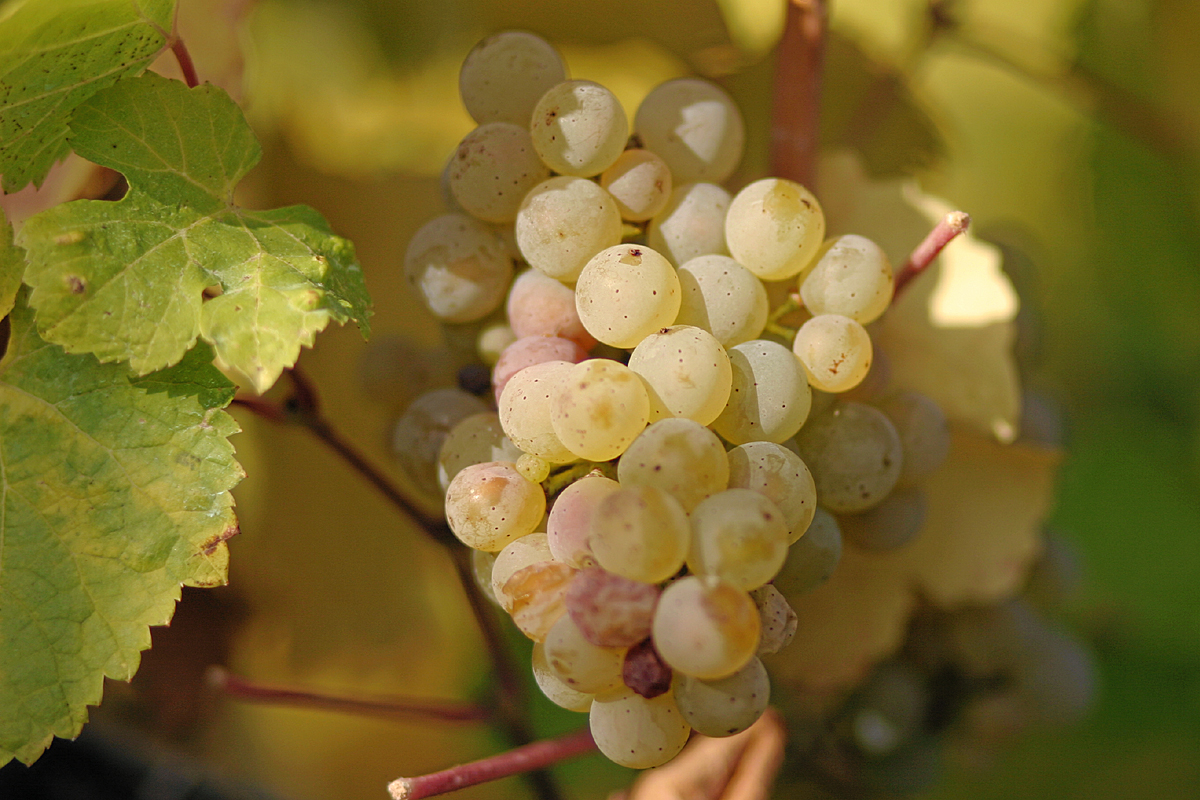 Uvas